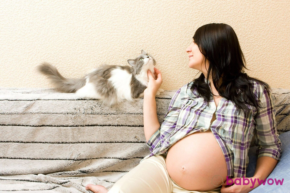 toxoplasmosi e gravidanza miti da sfatare